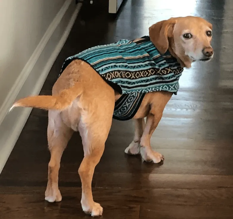 100% Hand-Woven Dog Poncho from Walking Palm