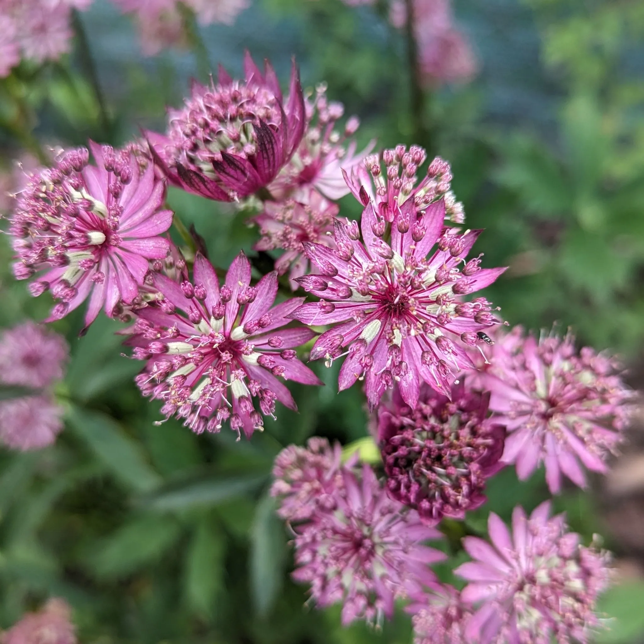 Astrantia 'Star of Beauty' 2L