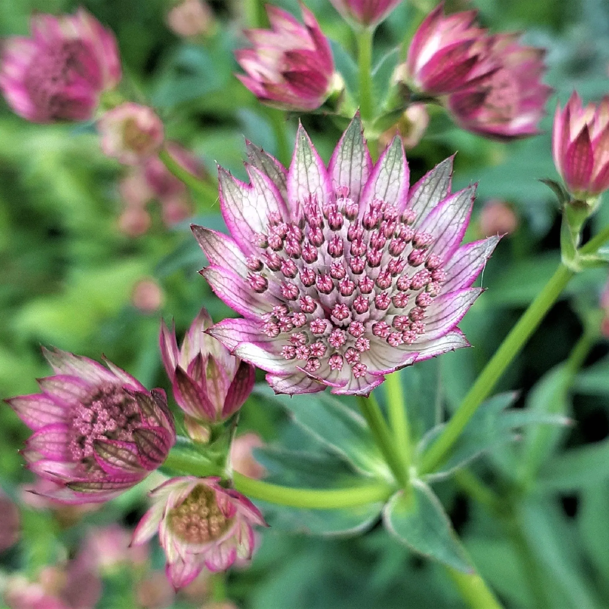 Astrantia 'Star of Beauty' 2L