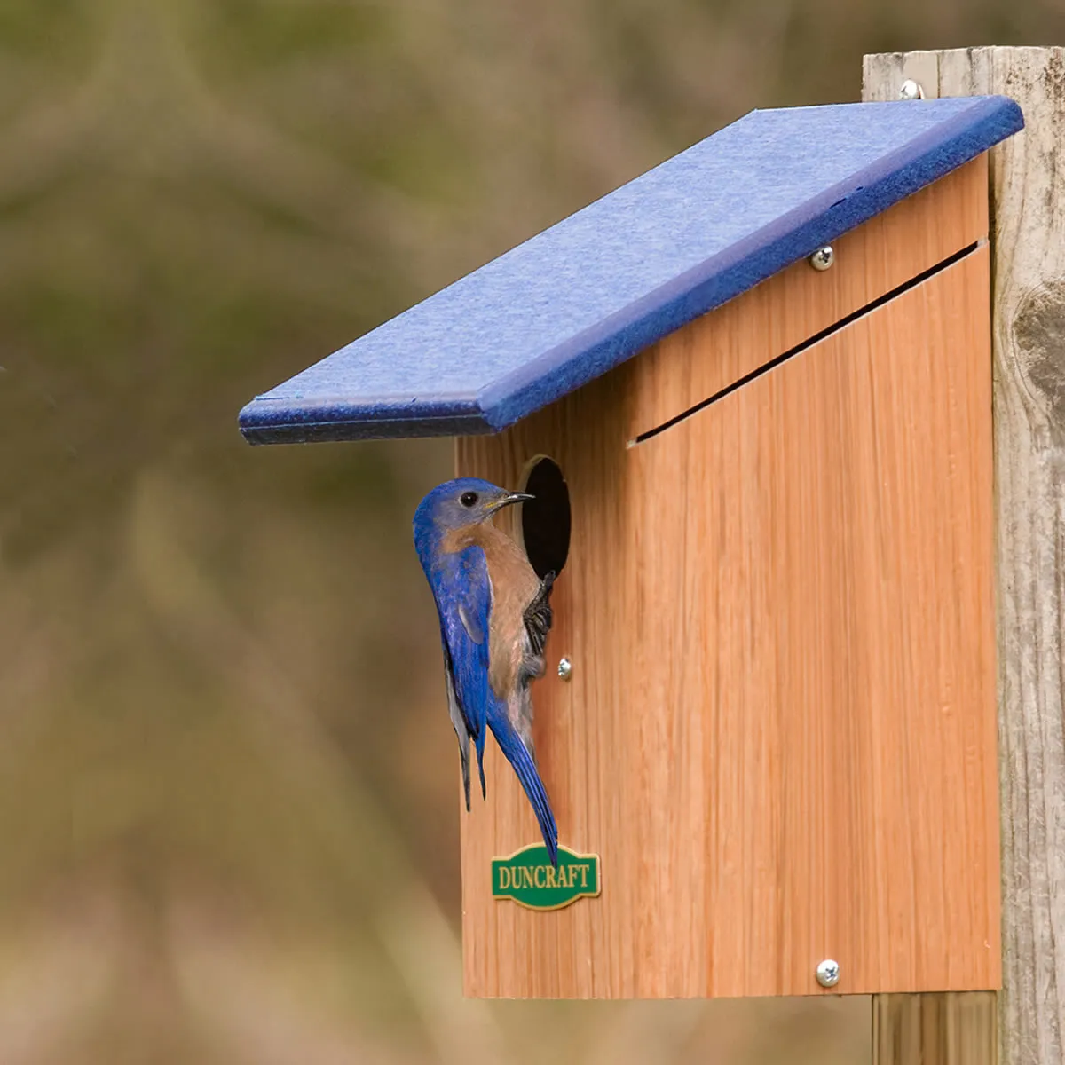 Duncraft Bird-Safe® Bluebird House