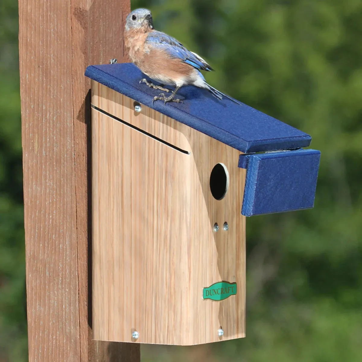 Duncraft Bluebird House & Wren Shield