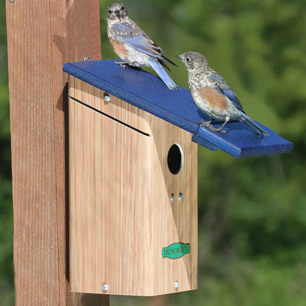 Duncraft Bluebird House & Wren Shield