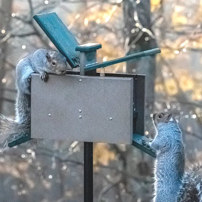 Duncraft Double Sided Jack in the Box Squirrel Feeder