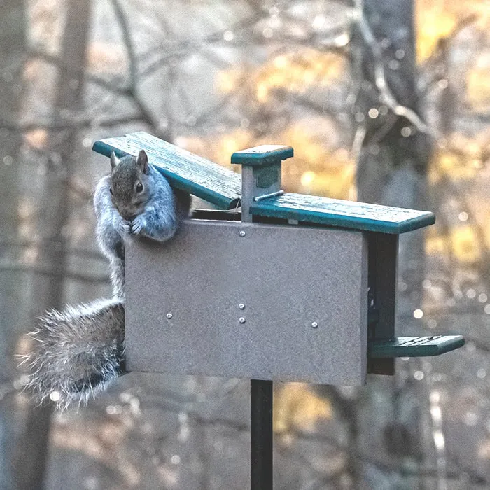 Duncraft Double Sided Jack in the Box Squirrel Feeder