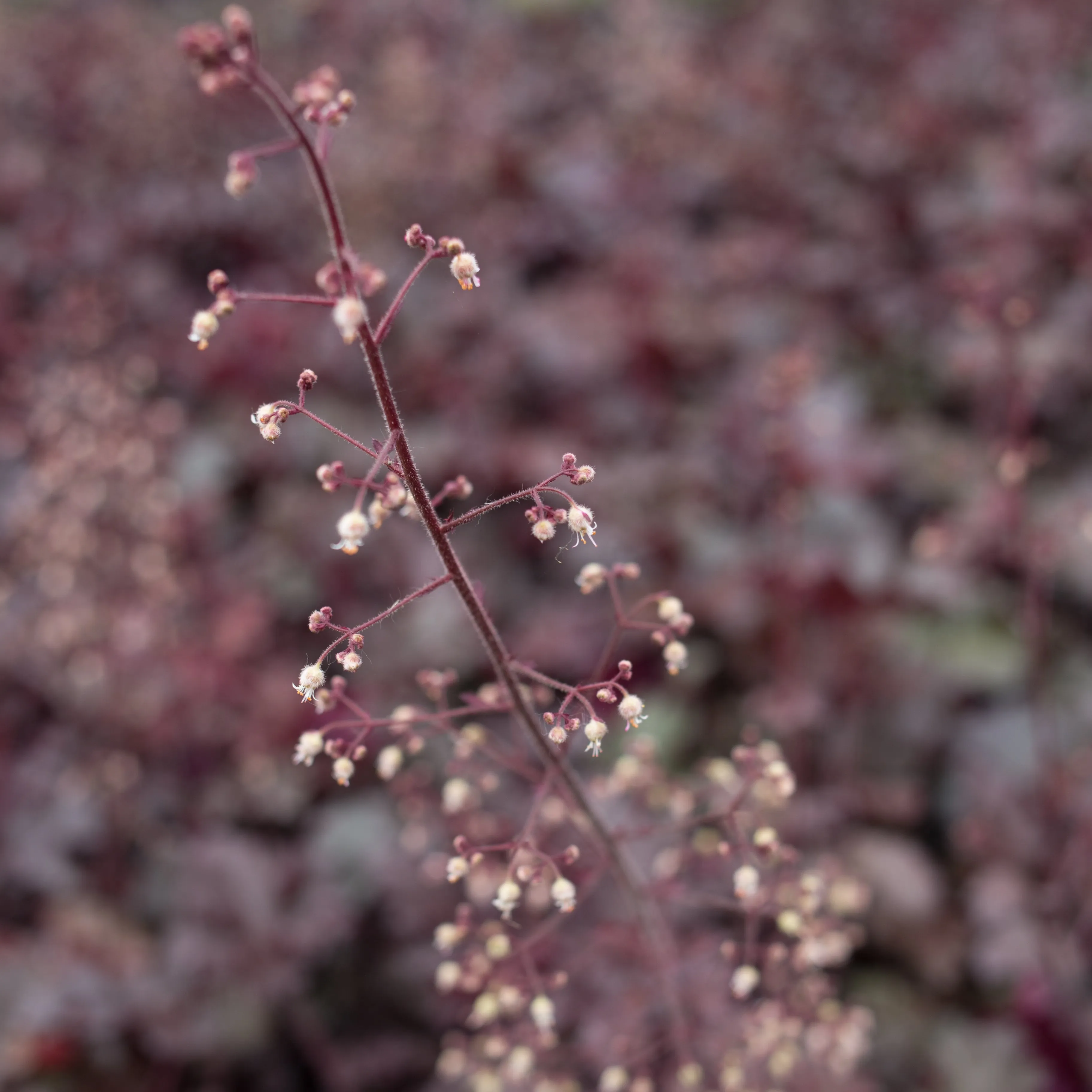 Heuchera Melting Fire