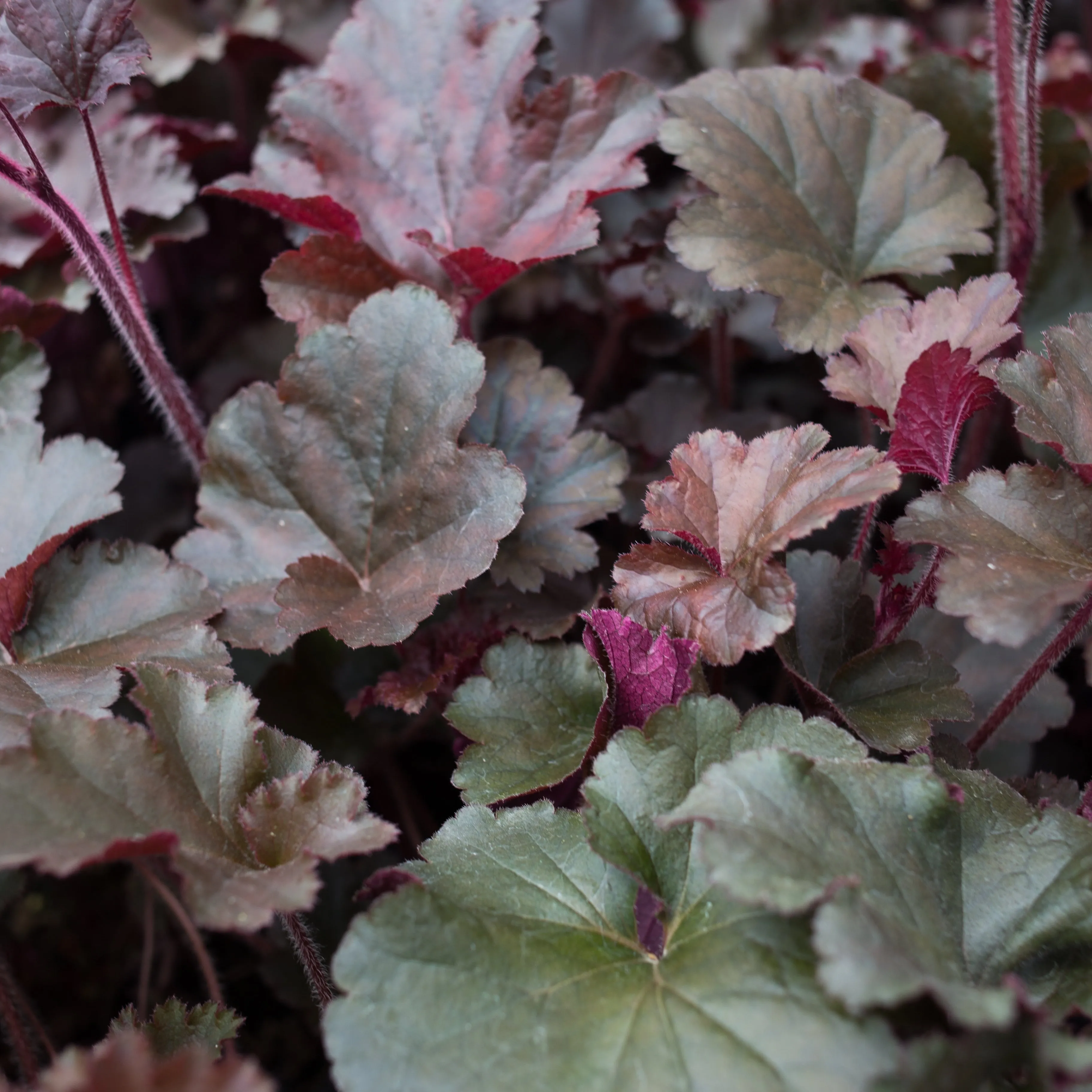 Heuchera Melting Fire